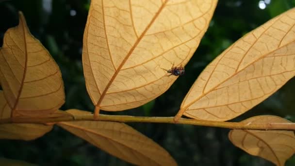 Bulanık Kahverengi Arka Planda Yaprağın Üzerindeki Örümceğin Bulanık Silueti Seçici — Stok video