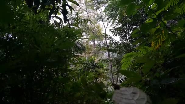 Vista Árvore Filmagem Filmada Floresta — Vídeo de Stock