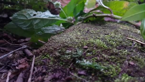 Tierra Bosque Está Cubierta Musgo Imágenes Tomadas Bosque — Vídeos de Stock