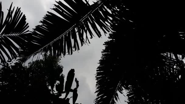 轮廓树的视图 在森林里拍摄的镜头 在山上拍摄的影像 — 图库视频影像