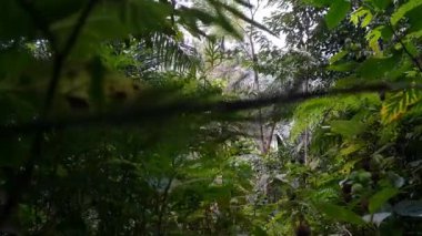 Ağaç manzaralı. Ormanda çekilen görüntüler..