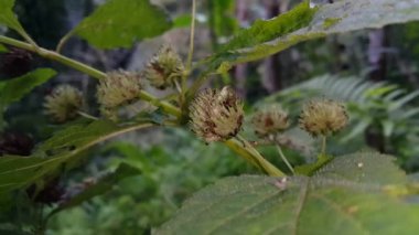 Mermi karıncaları, büyük siyah karıncalar bitki sapları üzerinde minik karıncalar tarafından istila edilir. Ormanda çekilen görüntüler..
