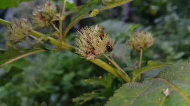 Mermi karıncaları, büyük siyah karıncalar bitki sapları üzerinde minik karıncalar tarafından istila edilir. Ormanda çekilen görüntüler..
