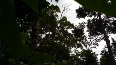 Ağaç manzaralı. Ormanda çekilen görüntüler..