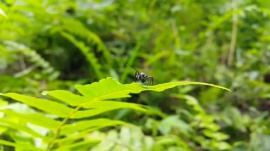 Yaprak Üstünde Siyah Marangoz Karınca. Ormanda çekilen böcek görüntüleri..