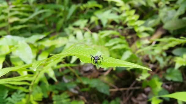 Černý Tesař Ant Listu Záběry Hmyzu Pořízené Lese — Stock video