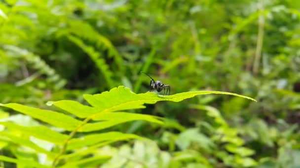 Schwarze Zimmermannsmeise Auf Einem Blatt Insektenaufnahmen Wald — Stockvideo