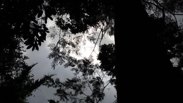 ランドスケープツリー 自然の景色 森で撮影された映像 — ストック動画