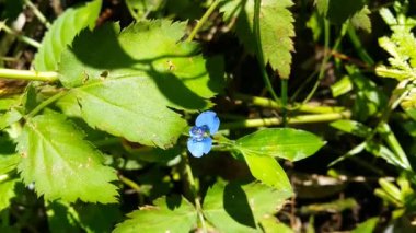 Küçük mavi çiçeklerin görüntüsü. Ormanda çekilen görüntüler..