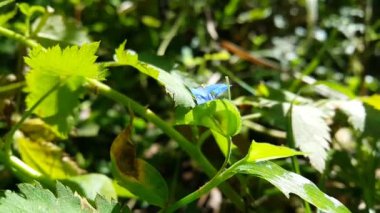 Küçük mavi çiçeklerin görüntüsü. Ormanda çekilen görüntüler..