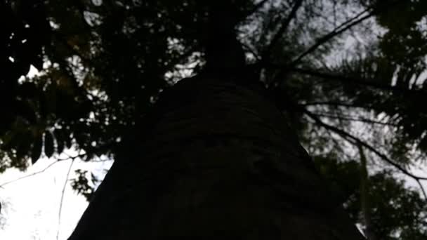 ランドスケープツリー 自然の景色 森で撮影された映像 — ストック動画