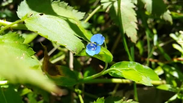Filmación Pequeñas Flores Azules Filmado Bosque — Vídeo de stock