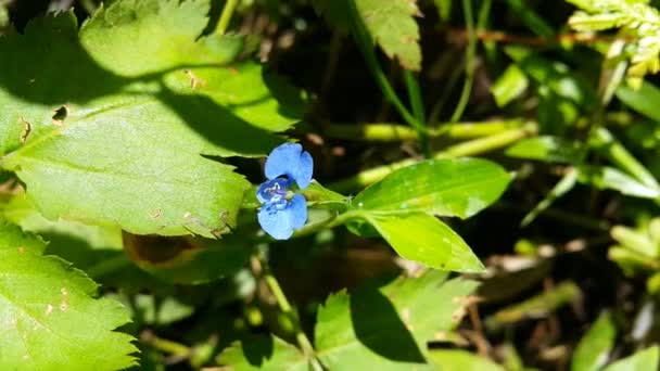 Záběry Malých Modrých Květin Záběry Lesa — Stock video
