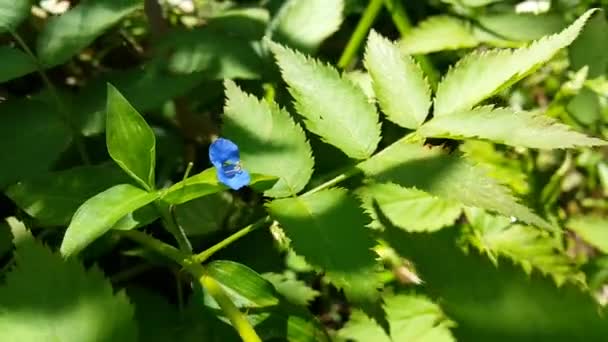 Цветы Голубые Commelina Tuberosa Видеозапись Коммелина Тубероза Сделанная Лесу — стоковое видео