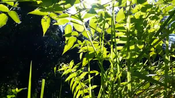 ラウス トリフィディス植物の葉を日光線で眺めることができます 森の中の瓦礫の葉の映像 — ストック動画