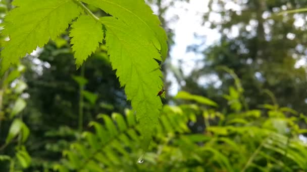 蚊子落在植物叶子上 森林里的镜头 — 图库视频影像