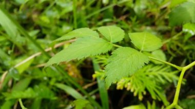 Rubus illecebrosus çiçeği yaprakları. Dağlarda çekilen görüntüler. Bahçedeki yeşil çimenler.