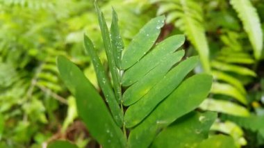 Taze bitki yapraklarındaki çiy taneleri. Ormanda çekilmiş bir görüntü. Ormanın güzel manzarası.