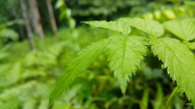 Rubus illecebrosus çiçeği yaprakları. Dağlarda çekilen görüntüler. Bahçedeki yeşil çimenler.