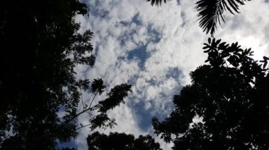 Siluet ağaçlarının, bulutların ve gökyüzünün görüntüsü. Dağlarda çekilen görüntüler.