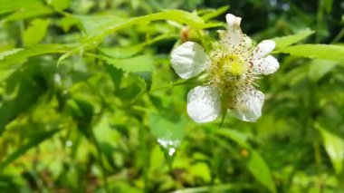 Beyaz çiçekler. Beyaz renkli çiçekli arka plan, Rubus Trifidus bitkisi. Rubus illecebrosus çiçeğinin dağdaki görüntüsü.