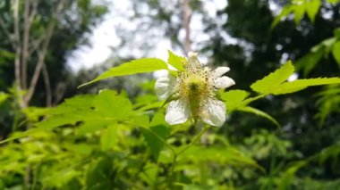 Beyaz çiçekler. Beyaz renkli çiçekli arka plan, Rubus Trifidus bitkisi. Rubus illecebrosus çiçeğinin dağdaki görüntüsü.