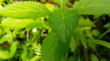Bitki yapraklarının dokusu çok taze. Ormanda çekilmiş bir görüntü. Bahçede yeşil yapraklar.
