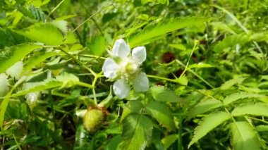 Beyaz çiçekler. Beyaz renkli çiçekli arka plan, Rubus Trifidus bitkisi. Rubus illecebrosus çiçeğinin dağdaki görüntüsü.