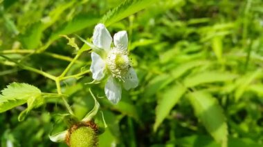 Beyaz çiçekler. Beyaz renkli çiçekli arka plan, Rubus Trifidus bitkisi. Rubus illecebrosus çiçeğinin dağdaki görüntüsü.