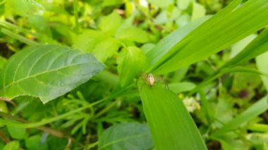 Yeşil yapraklı örümceğin (oxyopidae) görüntüsü. Dağda bir çekim..