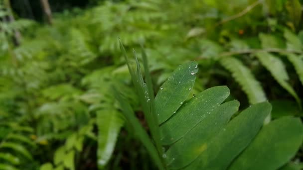 Water Dew Very Fresh Plant Leaves Footage Shot Forest Beautiful — Stock Video