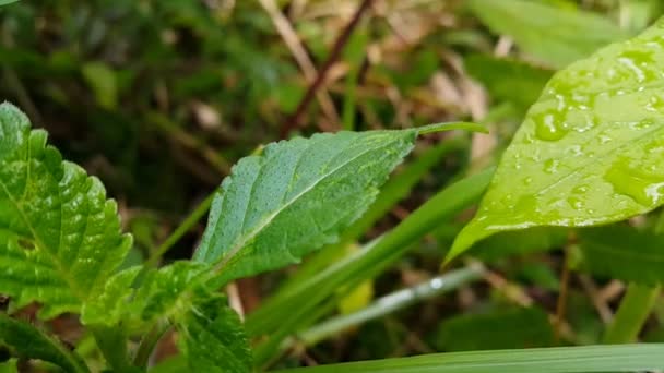 Green Leaf Water Drops Texture Plant Leaves Very Fresh Footage — Stock Video