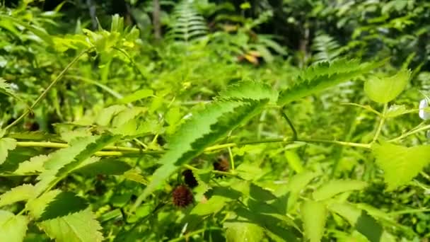 Rubus Illecebrosus Foglie Fiori Filmati Girati Montagna Erba Verde Giardino — Video Stock