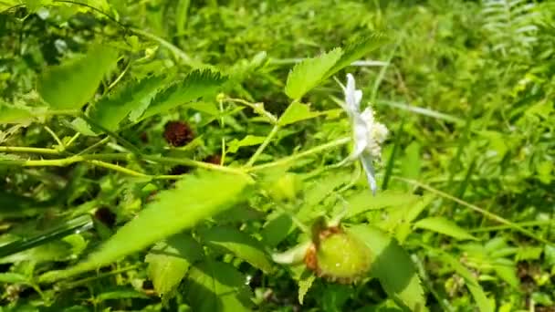 Flores Brancas Cor Branca Fundo Floral Planta Rubus Trifidus Filmagem — Vídeo de Stock