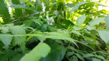 Yapraklı Weaver karıncaları. Görüntüler bir dağda çekildi. 4k kayıt.