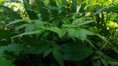 Çok taze koyu yeşil yaprakların görüntüsü. Dağda 4k yaprak görüntüsü.