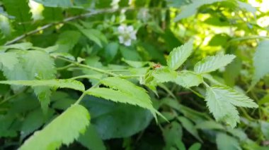 Yapraklı Weaver karıncaları. Görüntüler bir dağda çekildi. 4k kayıt.