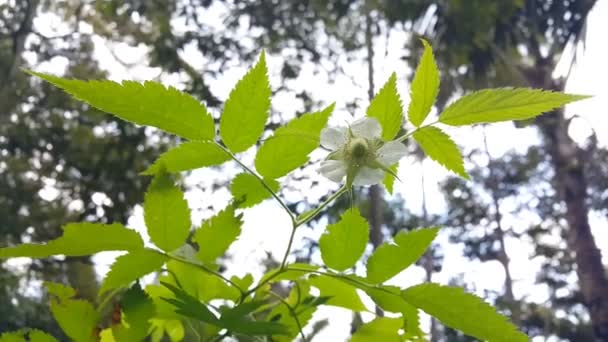 Дуже Красиве Фото Білої Квітки Кадри Квітів Лісі — стокове відео