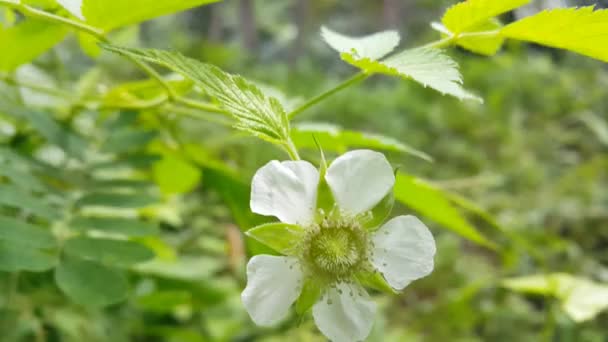 Bardzo Piękny Materiał Białymi Kwiatami Materiał Filmowy Kwiatów Lesie — Wideo stockowe