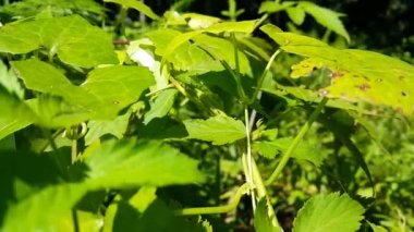 Siyah karıncaların taze yeşil yapraklar üzerindeki görüntüleri. Ormandaki siyah karıncaların 4k görüntüsü.