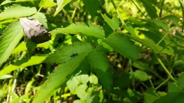 非常に新鮮な緑の葉の上に黒いアリの映像 森の中の黒いアリの4K映像 — ストック動画