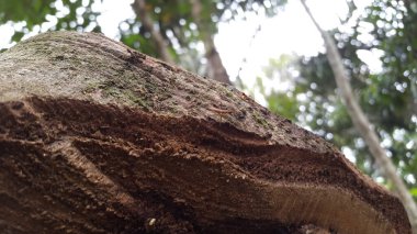 Yetişkin sineklerin kesilmiş odunların dokusuna tünemiş dikiş bacakları vardır. Mikropezidae (mikropeziday), yapışkan bacaklı sinekler. Ormanda çekilmiş bir fotoğraf..