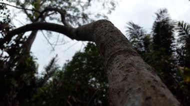 Ormandaki ağaç dokusu. Doğa temalı duvar kağıdı. Ormanda vuruldu!