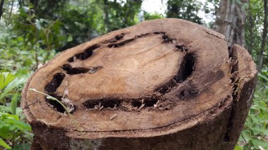 Fotoğraf: içi boş gövdeli kesilmiş ağaçlar. Ormandaki hasta ağaç. Ormanda vuruldu..