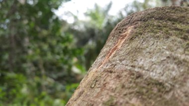 Ormandaki ağaç dokusu. Doğa temalı duvar kağıdı. Ormanda vuruldu!