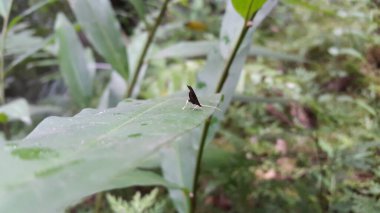Long horned moths, Psychoides verhuella, Psychoides filicivora, Infurcitinea argentimaculella, Oxypteryx unicolorella, Lebendfotos, Crocanthes glycina. Shot in Jungle. clipart