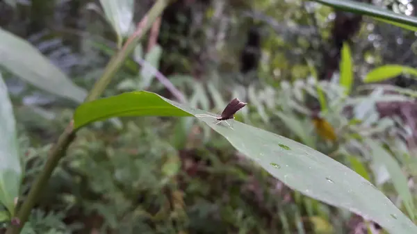 stock image Long horned moths, Psychoides verhuella, Psychoides filicivora, Infurcitinea argentimaculella, Oxypteryx unicolorella, Lebendfotos, Crocanthes glycina. Shot in Jungle.