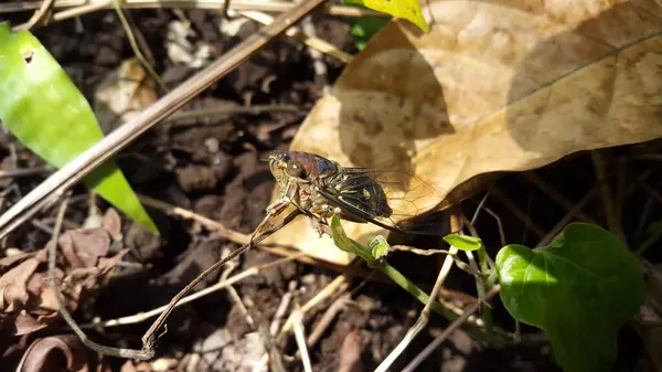 stock image Gray Cicadae shot in the forest. Neotibicen tibicen, megatibicen auletes, dog day cicadas, cicadas, cicadae, giant cicadaInsect T auletes.