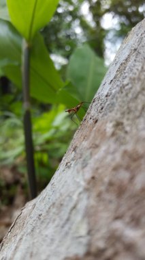 Photo of micropezidae (micropeziday), stilt-legged flies perched on the texture of logged wood. Shot in the forest. clipart