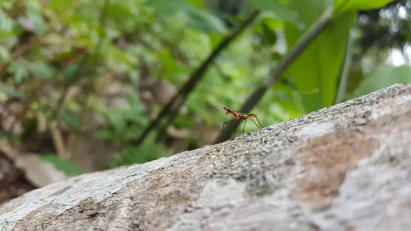 stock image Photo of micropezidae (micropeziday), stilt-legged flies perched on the texture of logged wood. Shot in the forest.